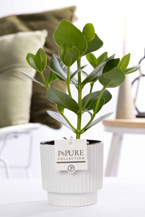 <h4>Clusia Rosea Princess in P&PURE Ivy ceramics shiny white</h4>