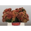 Kaaps Groen Red Brunia Medium