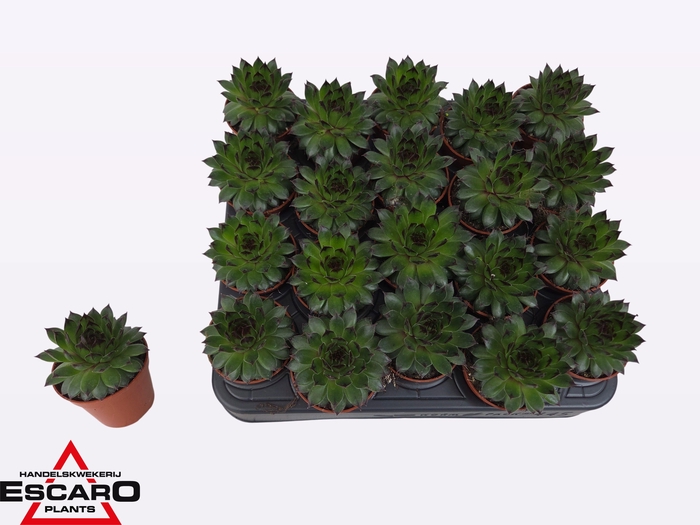 <h4>SEMP TECTORUM</h4>