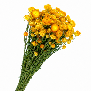 Dried Helichrysum Yellow