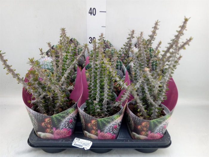 <h4>Cactus   ...</h4>