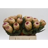 Protea Grandicolor