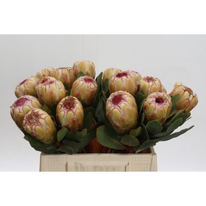 Protea Grandicolor