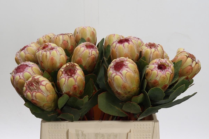 <h4>Protea Grandicolor</h4>
