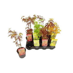 Acer Palmatum Mix
