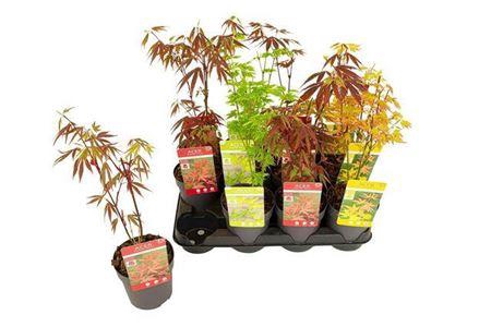 ** Acer Palmatum Mix * Spring Deal *