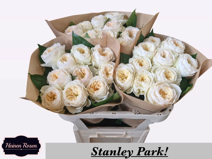 <h4>R GR STANLEY PARK!</h4>