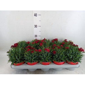 Dianthus car. 'Peman Red'