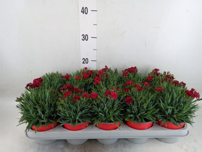 <h4>Dianthus car. 'Peman Red'</h4>