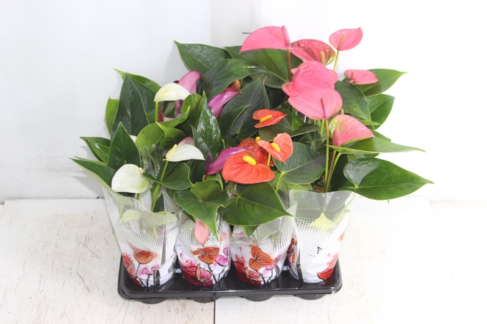 <h4>ANTHURIUM BRANCO P06</h4>