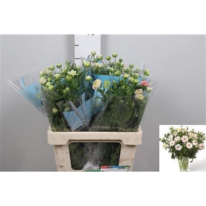 Ran Butterfly Ariadne