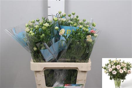 <h4>Ran Butterfly Ariadne</h4>