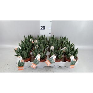 Gasteria