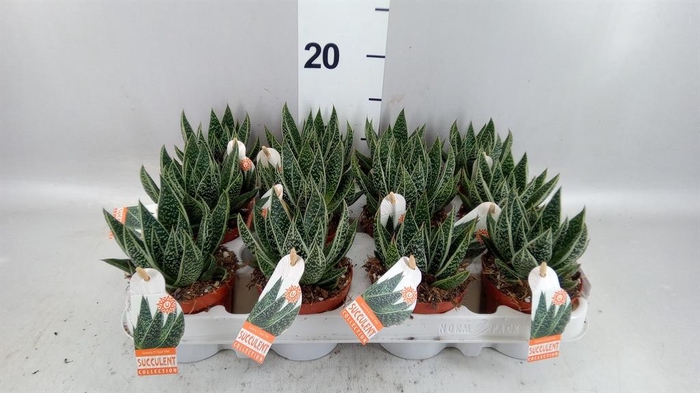 <h4>Gasteria</h4>