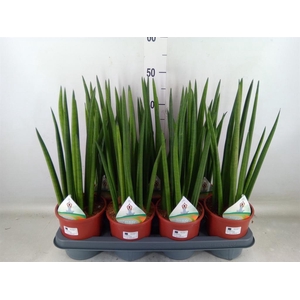 Sansevieria cyl.  ...