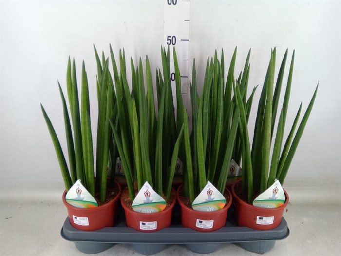 <h4>Sansevieria cyl.  ...</h4>