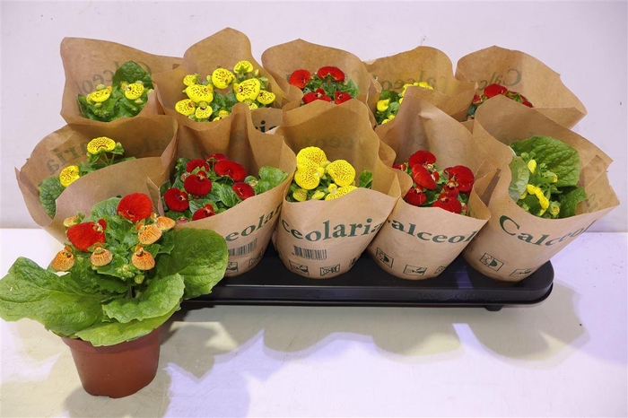 <h4>Calc X Herbeohybrida</h4>