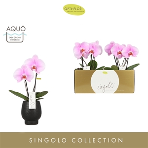 Singolo & Co Mino in Abruzzo Black Aquo