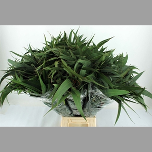 Euca Giganteum P Stem