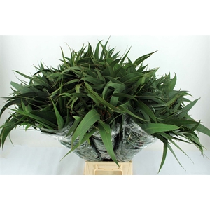 Euca Giganteum P Stem