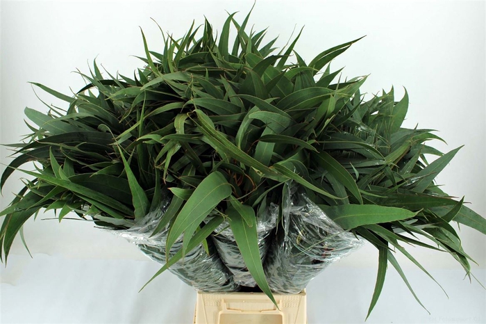<h4>Euca Giganteum P Stem</h4>