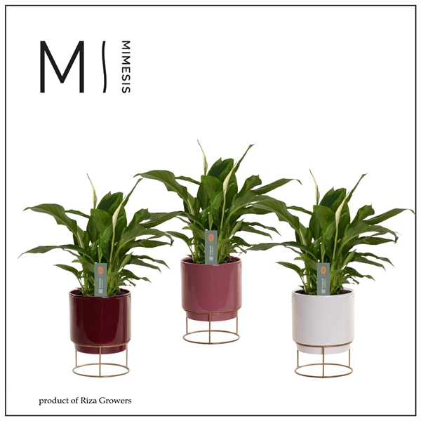 <h4>Mimesis Spathiphyllum 9 cm in Emma keramiek - Rich Love</h4>