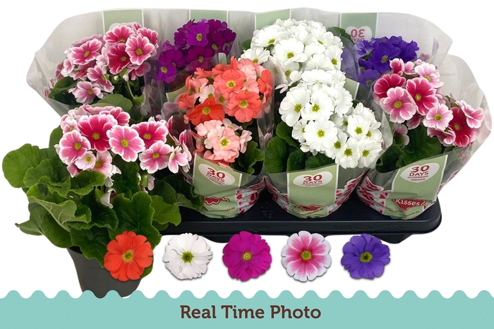 <h4>PRIM OB TM GEM</h4>