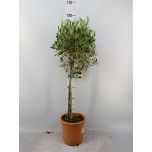 Olea europaea