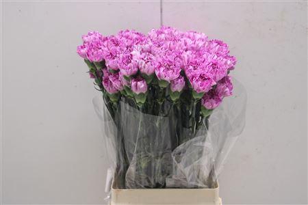 <h4>Di St Yukari Scuro</h4>