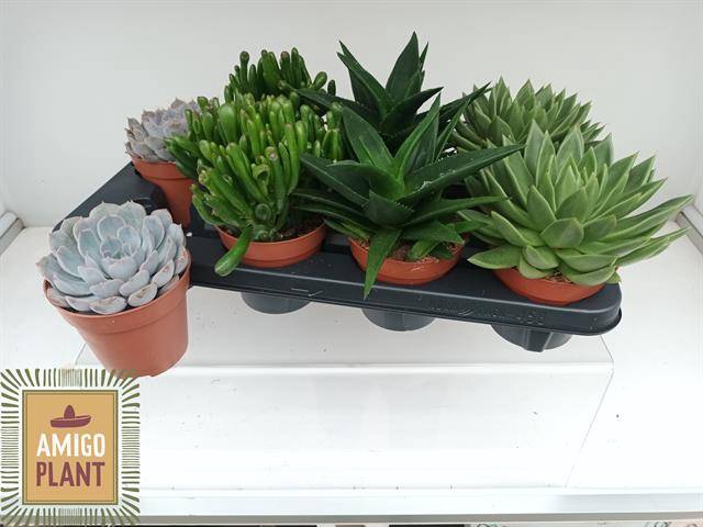<h4>SUCC GEM 4 SRT</h4>