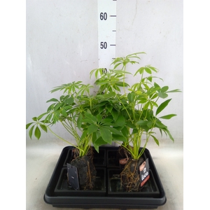 Arr.   Kamerplant Groen H%