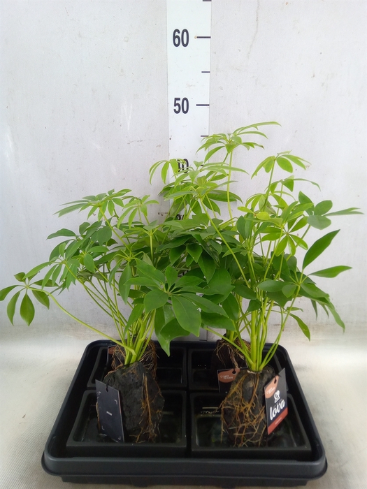 <h4>Arr.   Kamerplant Groen H%</h4>