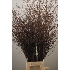 Spirea White Per Bunch