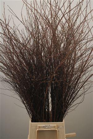 <h4>Spirea White Per Bunch</h4>