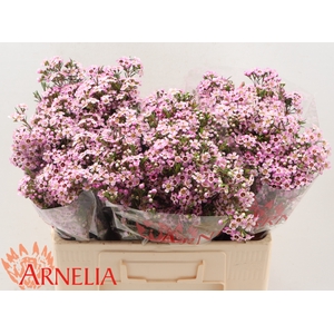 Chamelaucium Alouana