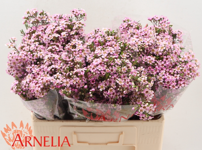 <h4>Chamelaucium Alouana</h4>