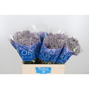 Veron Smart Splash Spray