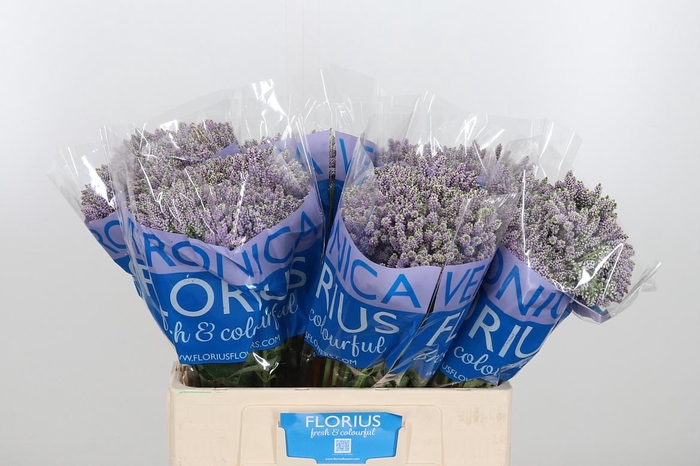 <h4>Veron Smart Splash Spray</h4>