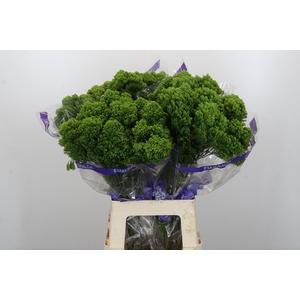 Trachelium Jade