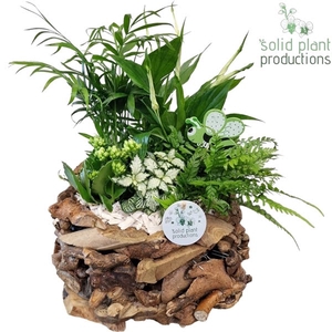 SC013 Driftwood Round White