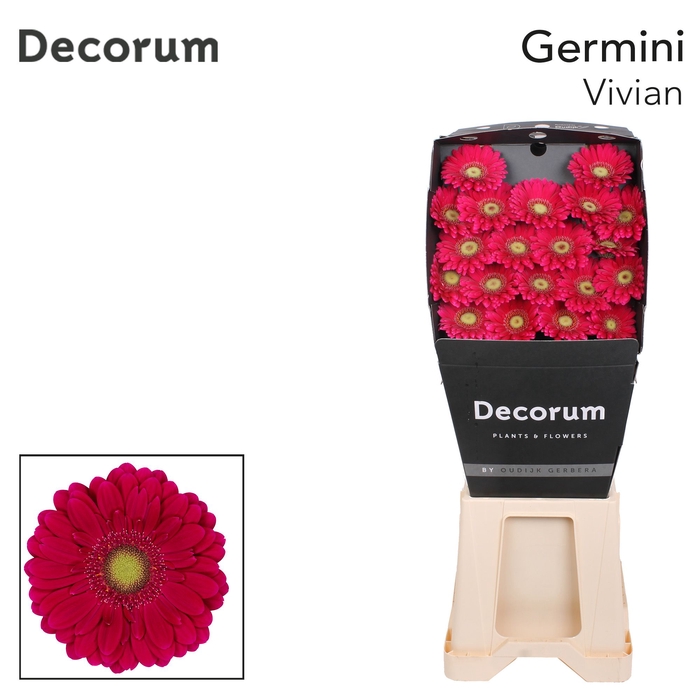 <h4>Germini Vivian Diamond</h4>