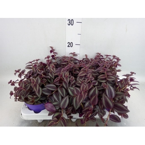 Tradescantia   ...