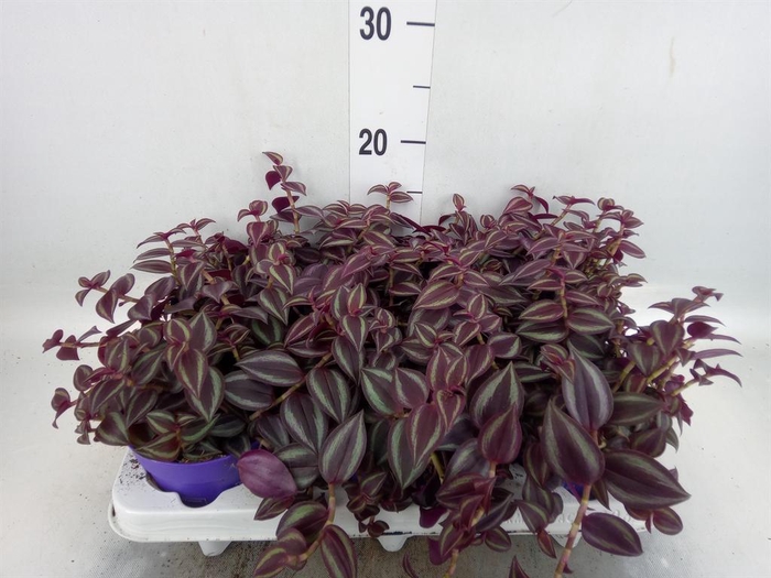 <h4>Tradescantia   ...</h4>