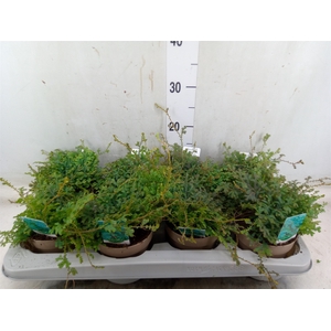 Selaginella uncinata 'Peacock'