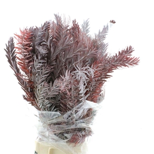 ACACIA BL CL LUNE BS