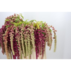 Amaranthus Caudatus Mira