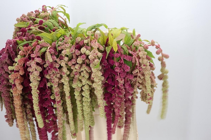 <h4>Amaranthus Caudatus Mira</h4>