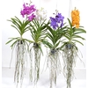Vanda Special mix - Colour Mix