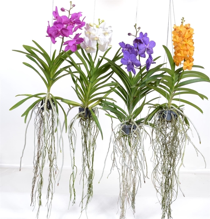 Vanda Special mix - Colour Mix