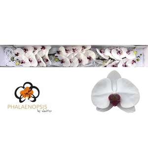 PHAL RED LIPS